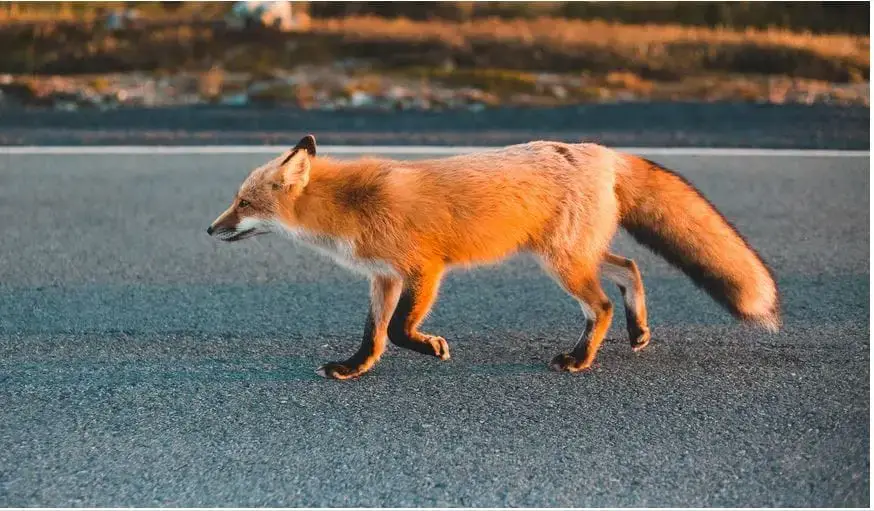 Animales peligrosos en Bulgaria: mire a su alrededor y explore