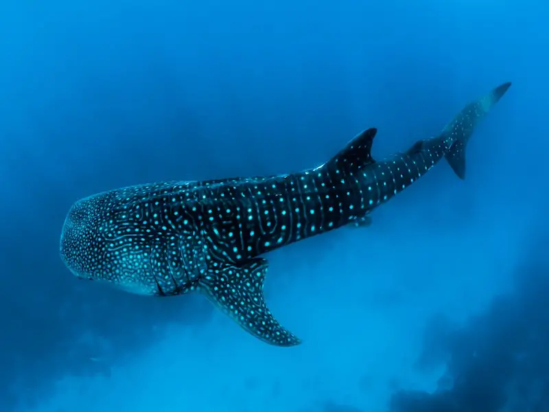 ¿Hay tiburones en el océano Atlántico? (Guía de especies)