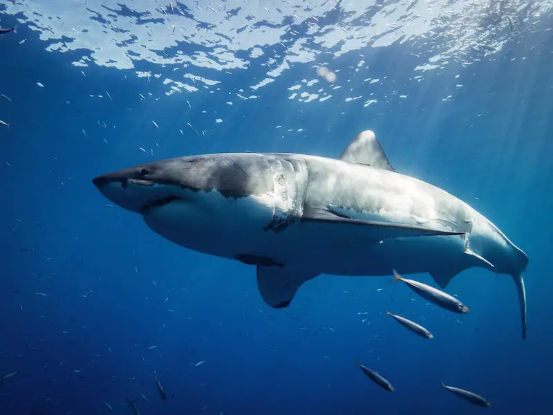 ¿Hay tiburones en el océano Atlántico? (Guía de especies)