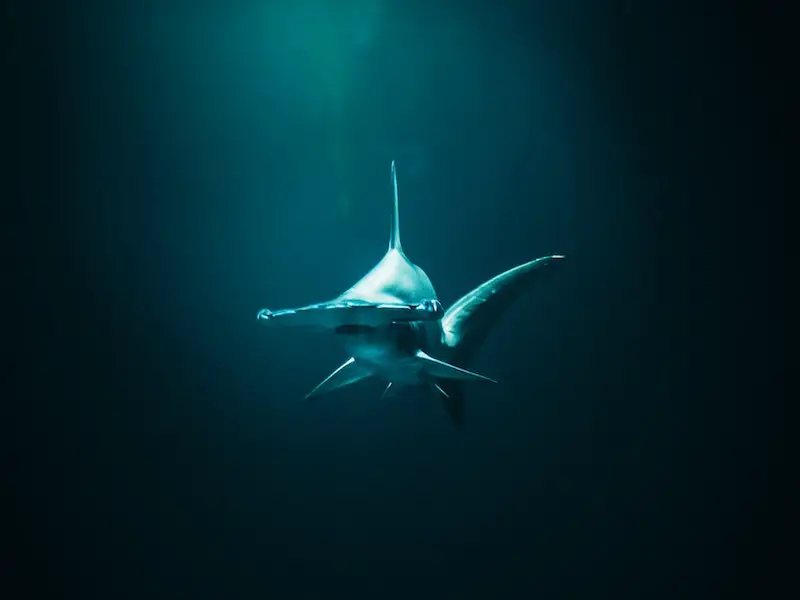 ¿Hay tiburones en el océano Atlántico? (Guía de especies)