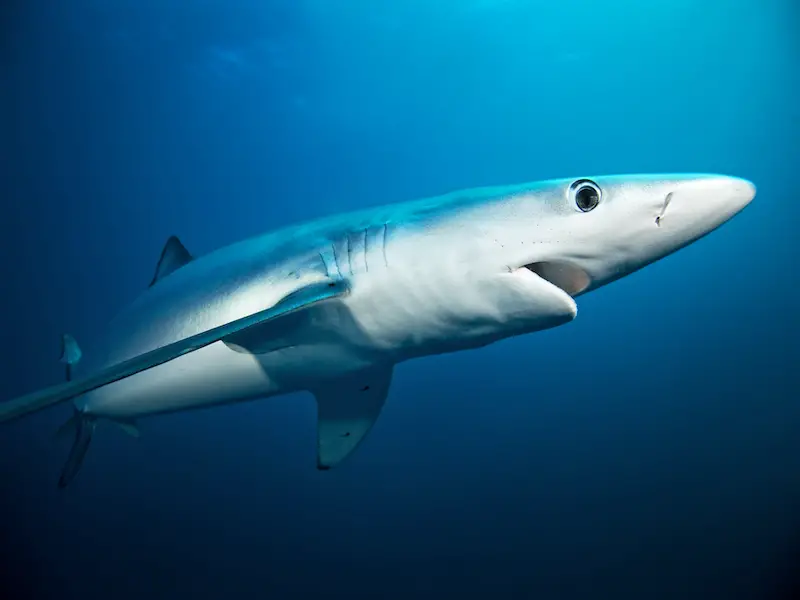 ¿Hay tiburones en el océano Atlántico? (Guía de especies)