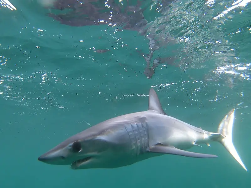¿Hay tiburones en el océano Atlántico? (Guía de especies)