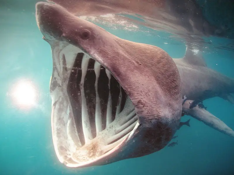 ¿Hay tiburones en el océano Atlántico? (Guía de especies)