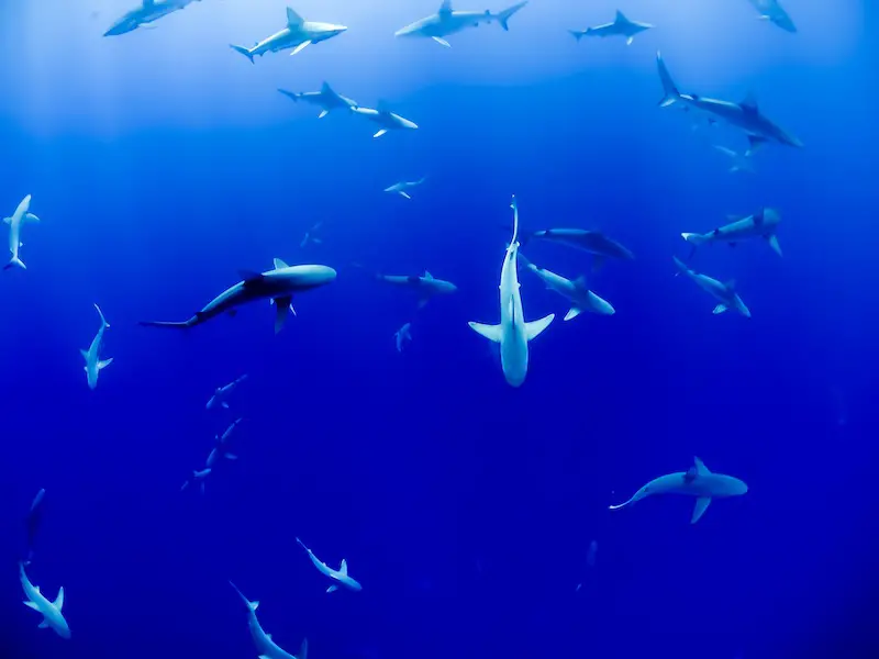¿Hay tiburones en el océano Atlántico? (Guía de especies)