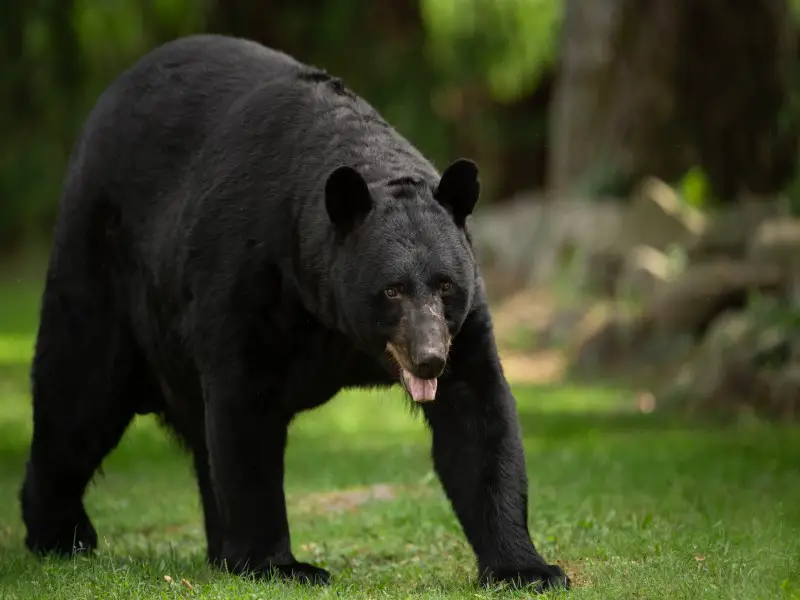 Los 10 animales más peligrosos de Colorado de los que debes tener cuidado