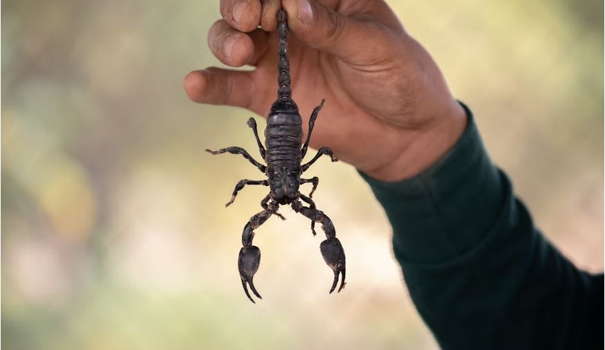 Animales peligrosos en Utah: mire a su alrededor y explore