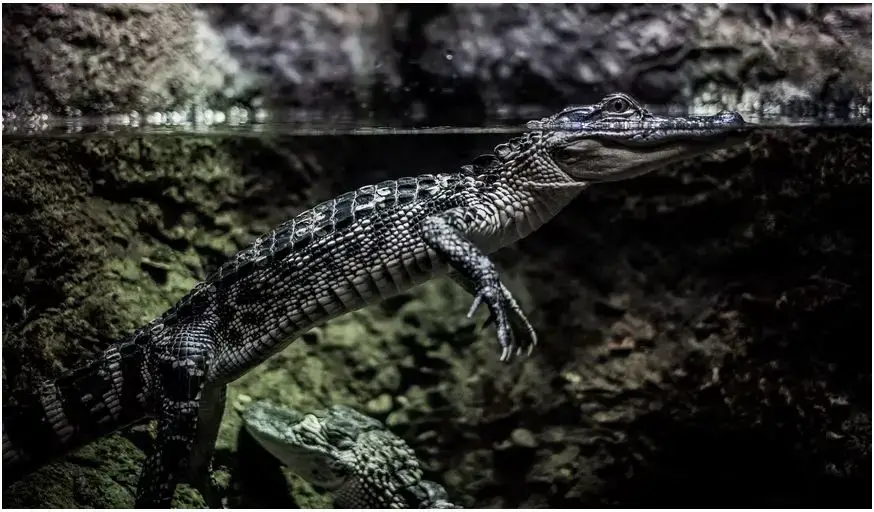 Animales peligrosos en Luisiana: mire a su alrededor y explore