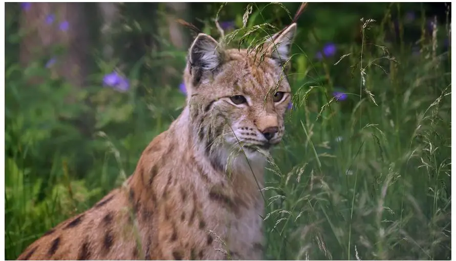 Animales peligrosos en Finlandia: mire a su alrededor y explore