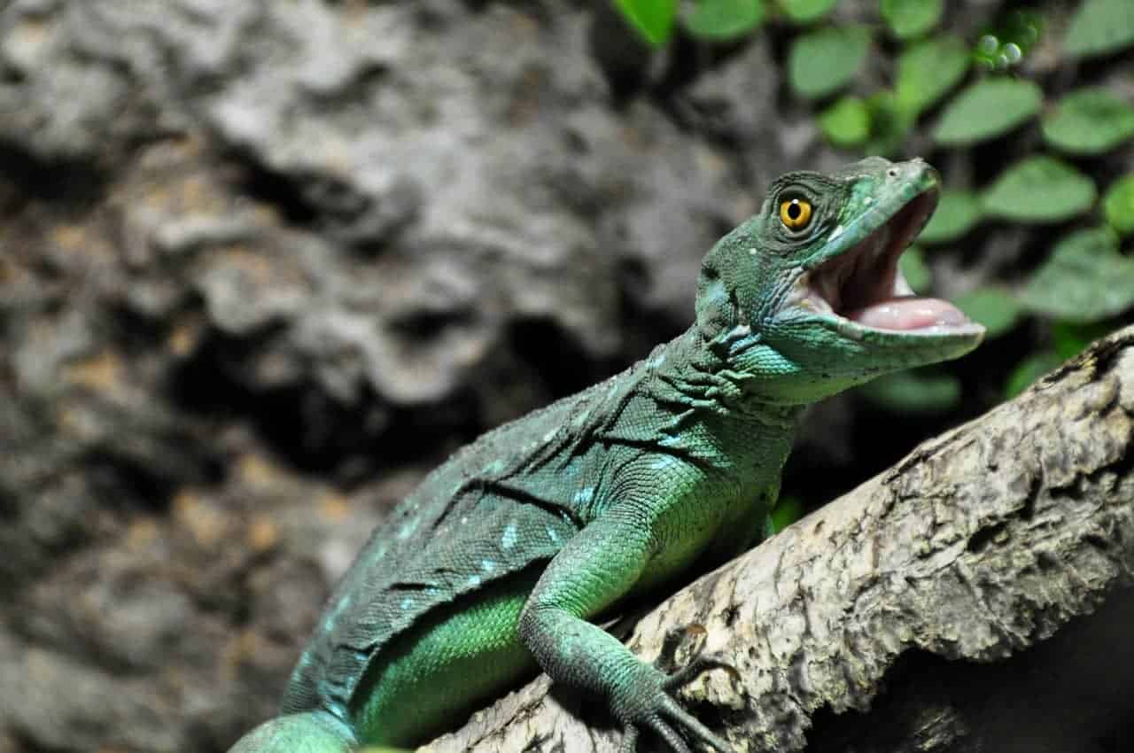 ¿Cuáles son los animales peligrosos en Guatemala?