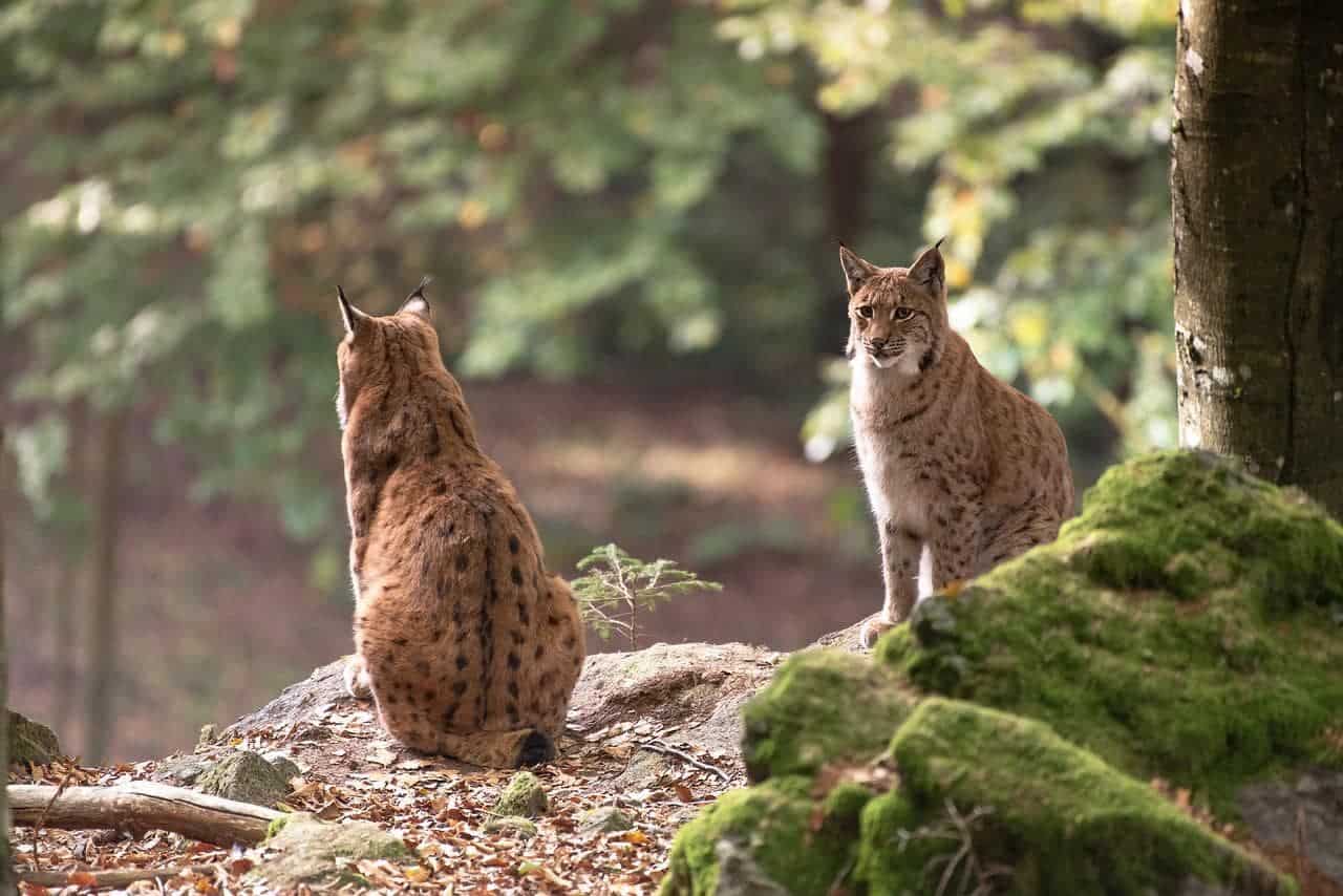 ¿Cuáles son los animales peligrosos en Guatemala?