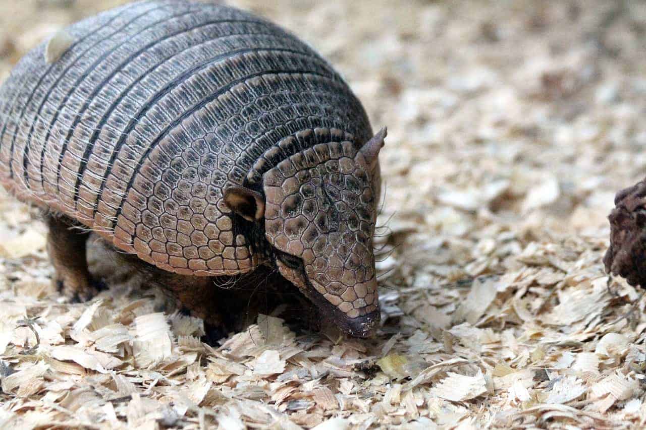 ¿Cuáles son los animales peligrosos en Guatemala?