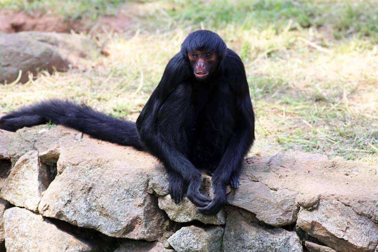 ¿Cuáles son los animales peligrosos en Guatemala?