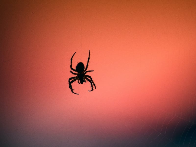 Los 9 animales más peligrosos de Turquía (Guía de vida silvestre)
