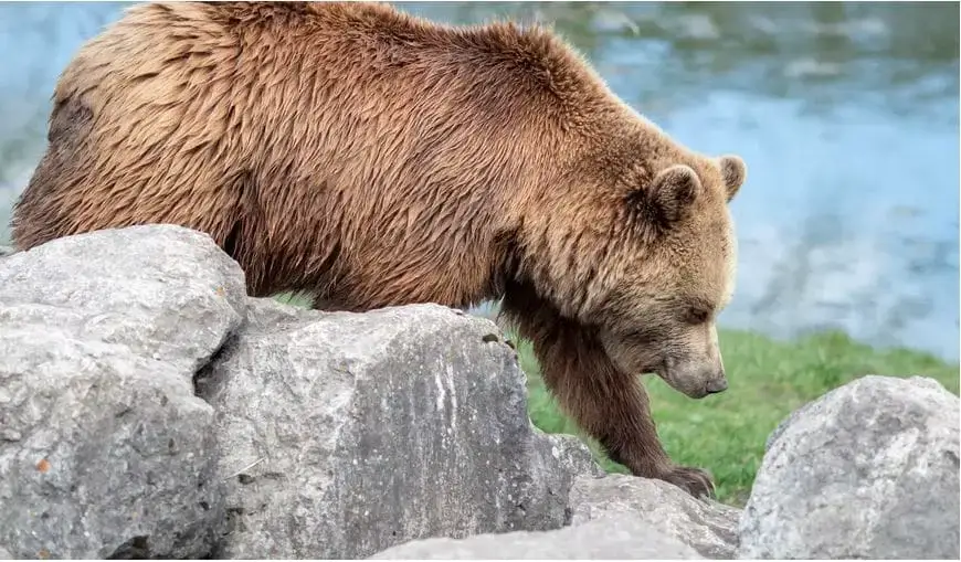 Animales peligrosos en Finlandia: mire a su alrededor y explore