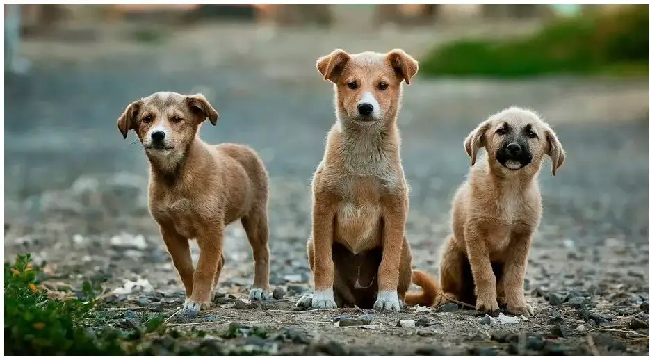 ¿Cuáles son los animales más peligrosos de América del Norte?