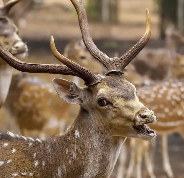 Animales peligrosos en Finlandia: mire a su alrededor y explore