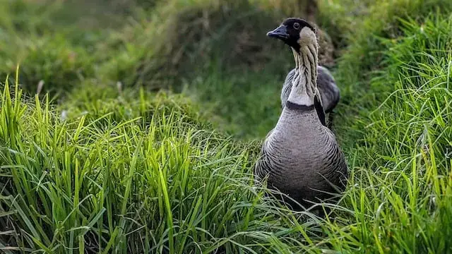 Fascinante vida salvaje que deberías ver en Hawái