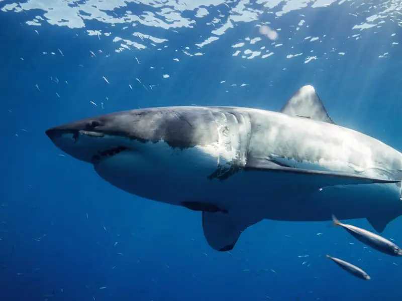Los 9 animales más aterradores y peligrosos de Jamaica