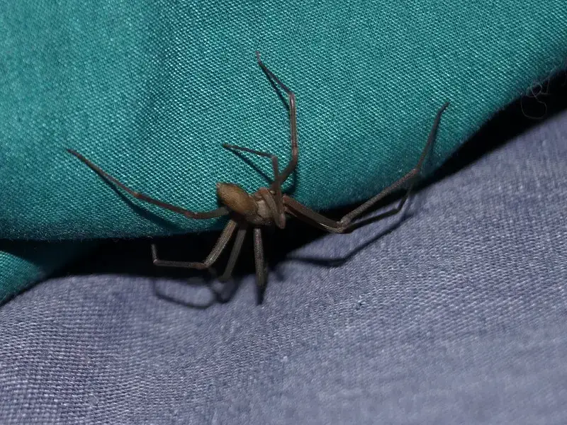 Los 9 animales más aterradores y peligrosos de Jamaica