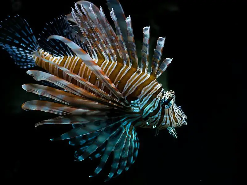 Los 9 animales más aterradores y peligrosos de Jamaica