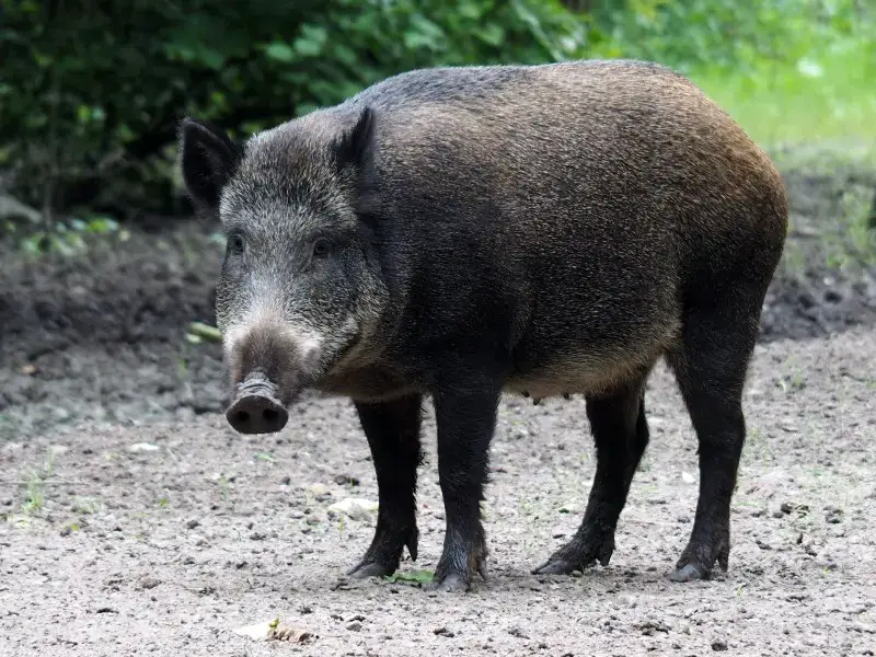 Los 9 animales más aterradores y peligrosos de Jamaica
