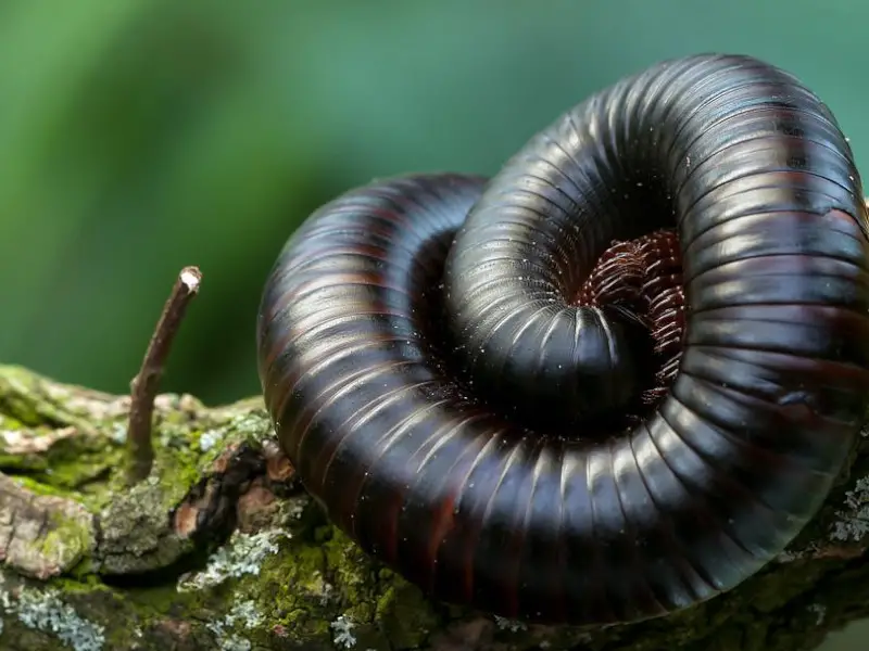 Los 9 animales más aterradores y peligrosos de Jamaica