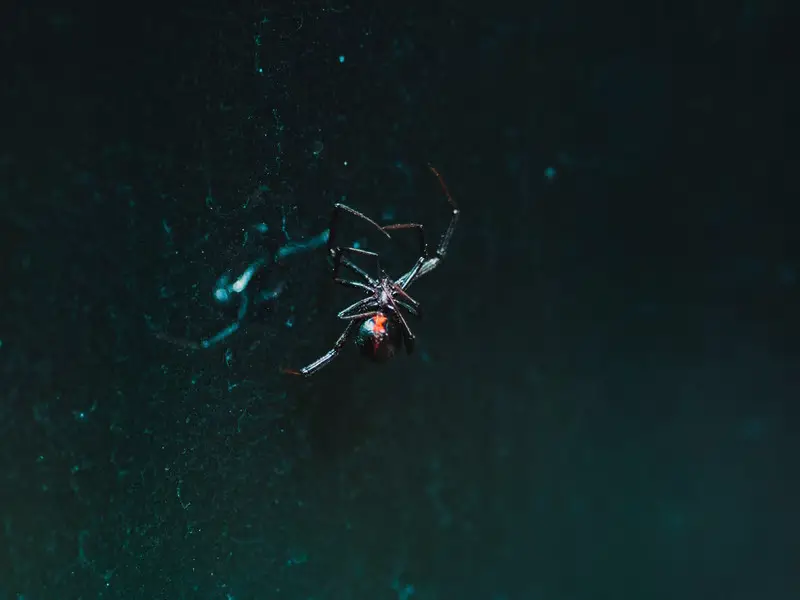 Animales peligrosos en Filipinas: 11 criaturas mortales