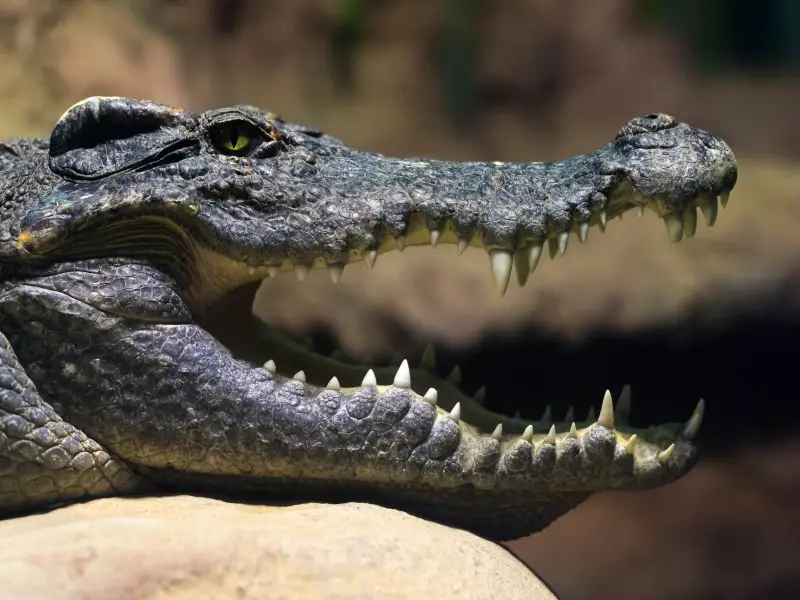 Animales peligrosos en Filipinas: 11 criaturas mortales
