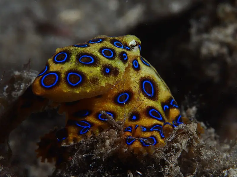 Cuidado con estos 11 animales más peligrosos de Bali (Indonesia)