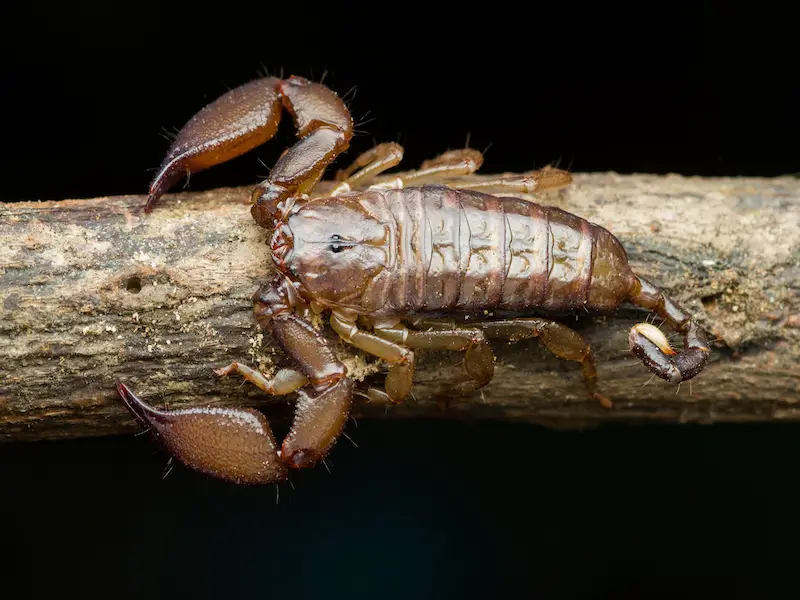 Animales peligrosos en Filipinas: 11 criaturas mortales
