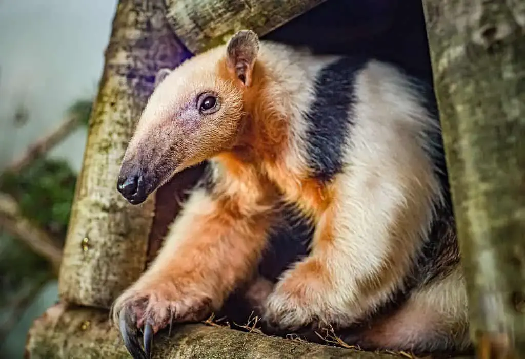 Los 12 mejores zoológicos de Europa para agregar a su lista de deseos (2023)