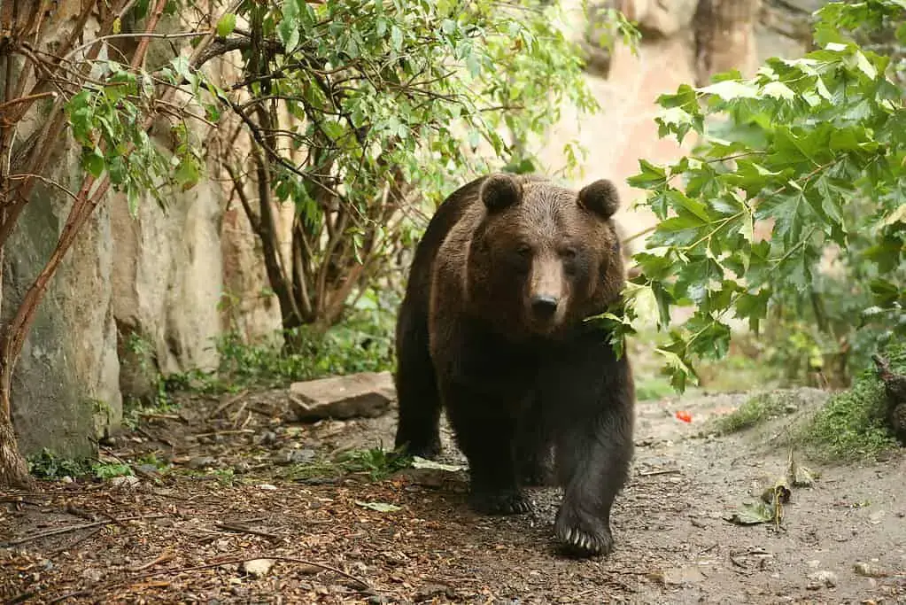 Los 12 mejores zoológicos de Europa para agregar a su lista de deseos (2023)