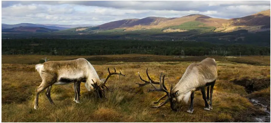 ¿Cuáles son los animales peligrosos en Escocia?