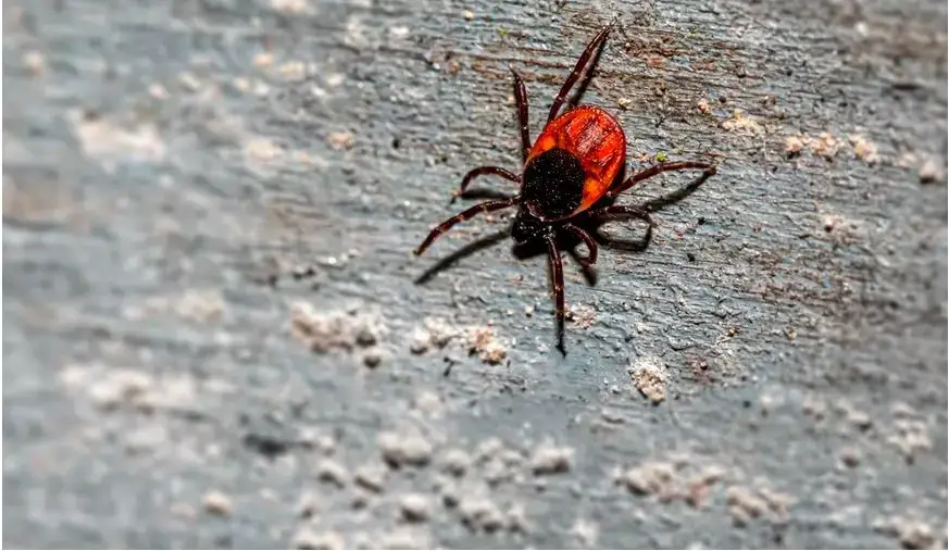 Animales peligrosos en Vermont: mire a su alrededor y explore