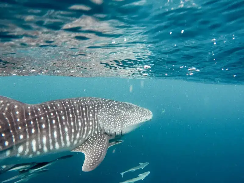 ¿Hay tiburones en Egipto? 5 especies que podrías encontrar
