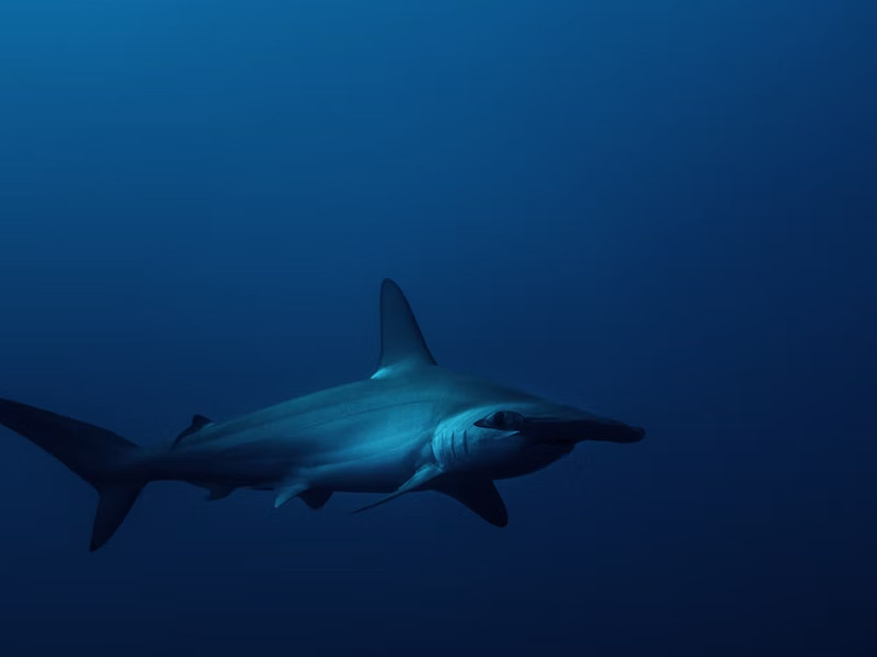 ¿Hay tiburones en Egipto? 5 especies que podrías encontrar