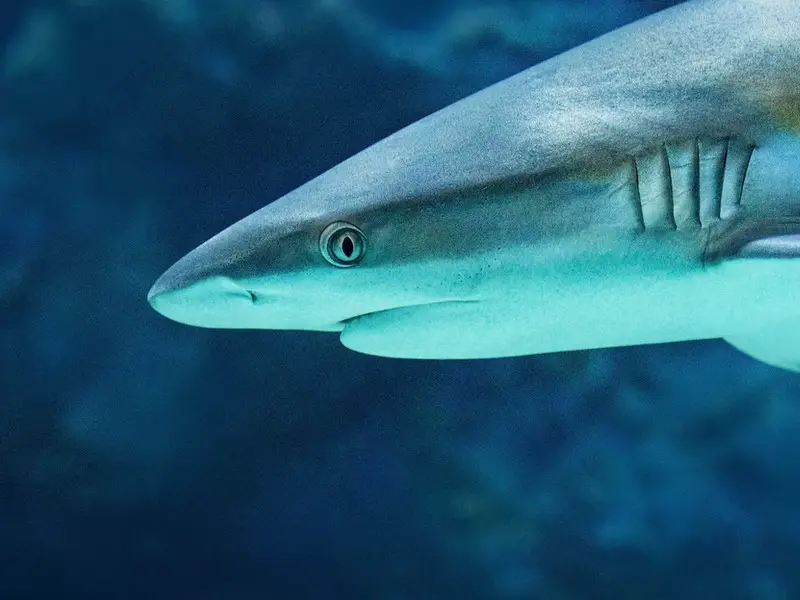 ¿Hay tiburones en Egipto? 5 especies que podrías encontrar