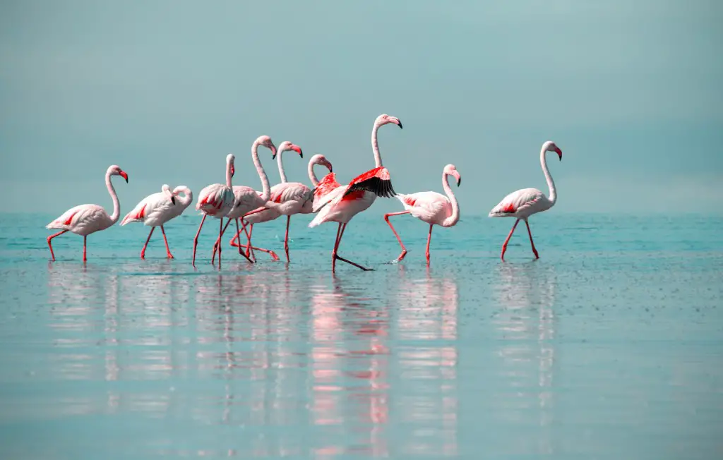 9 islas griegas ÉPICAS para la vida silvestre y la naturaleza: ¡encuentros raros y maravillosos! 9 islas griegas ÉPICAS para la vida silvestre y la naturaleza: ¡encuentros raros y maravillosos!