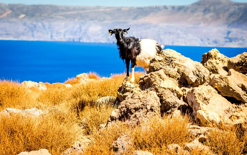 9 islas griegas ÉPICAS para la vida silvestre y la naturaleza: ¡encuentros raros y maravillosos! 9 islas griegas ÉPICAS para la vida silvestre y la naturaleza: ¡encuentros raros y maravillosos!