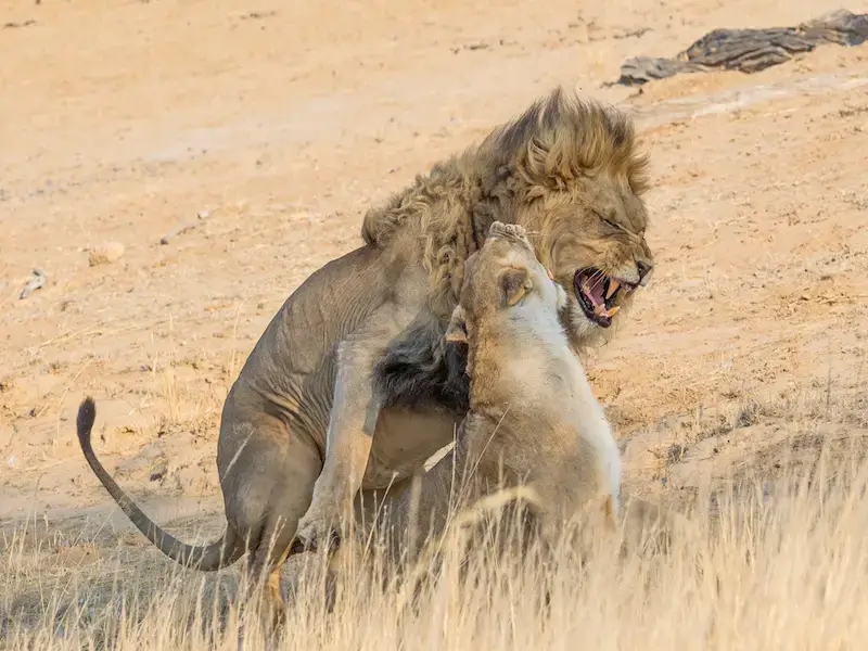 Los 9 animales más aterradores y peligrosos de Kenia