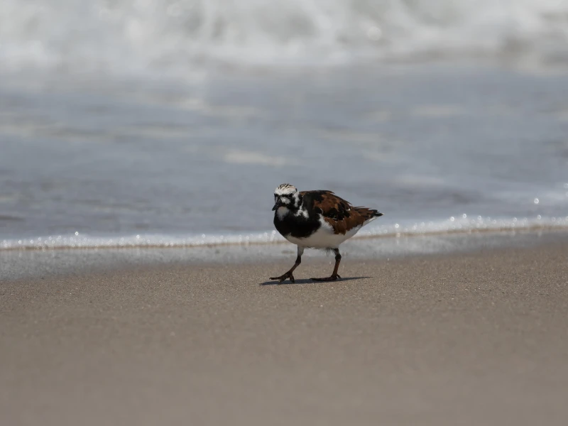 Cocoa Beach vs.Daytona Beach en [2023]: ¡Una comparación honesta para ayudarte a elegir!