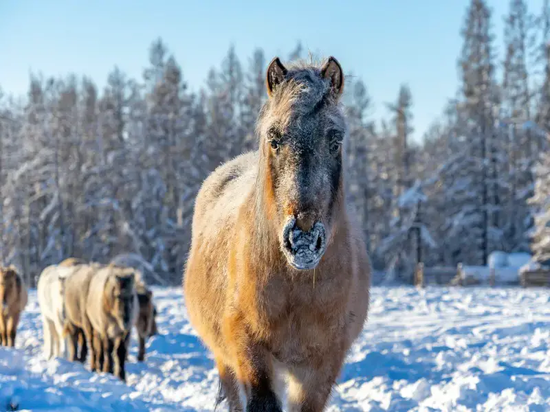 Los 7 lugares más fríos de Europa: Ultimate Frigid Towns