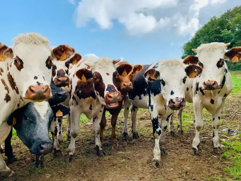Los 7 animales más peligrosos que puedes encontrar en Francia