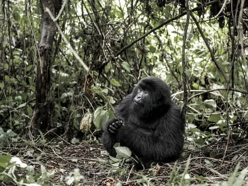 8 mejores lugares de África para ver gorilas en libertad