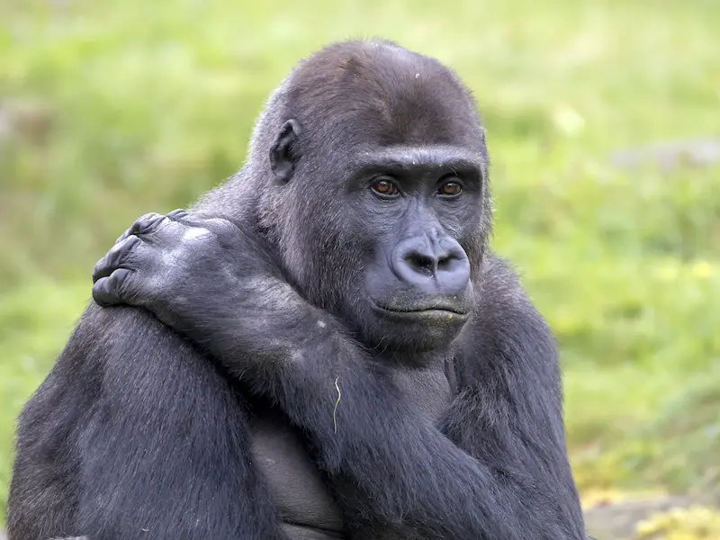 8 mejores lugares de África para ver gorilas en libertad