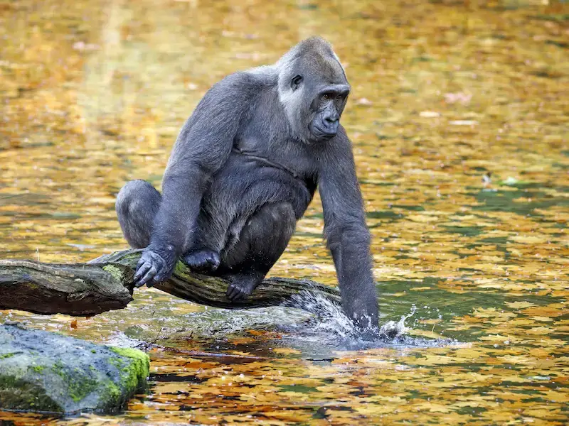 8 mejores lugares de África para ver gorilas en libertad