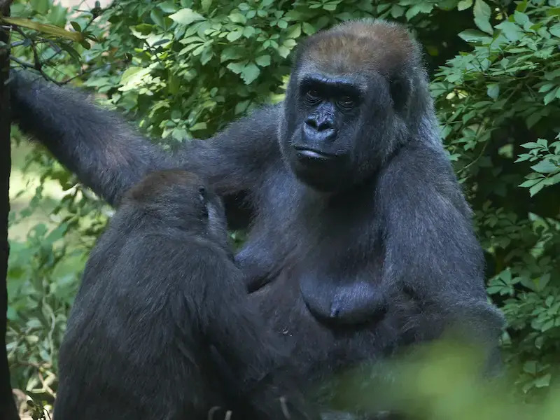 8 mejores lugares de África para ver gorilas en libertad