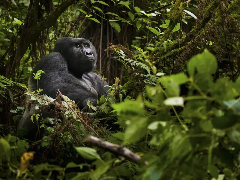 8 mejores lugares de África para ver gorilas en libertad
