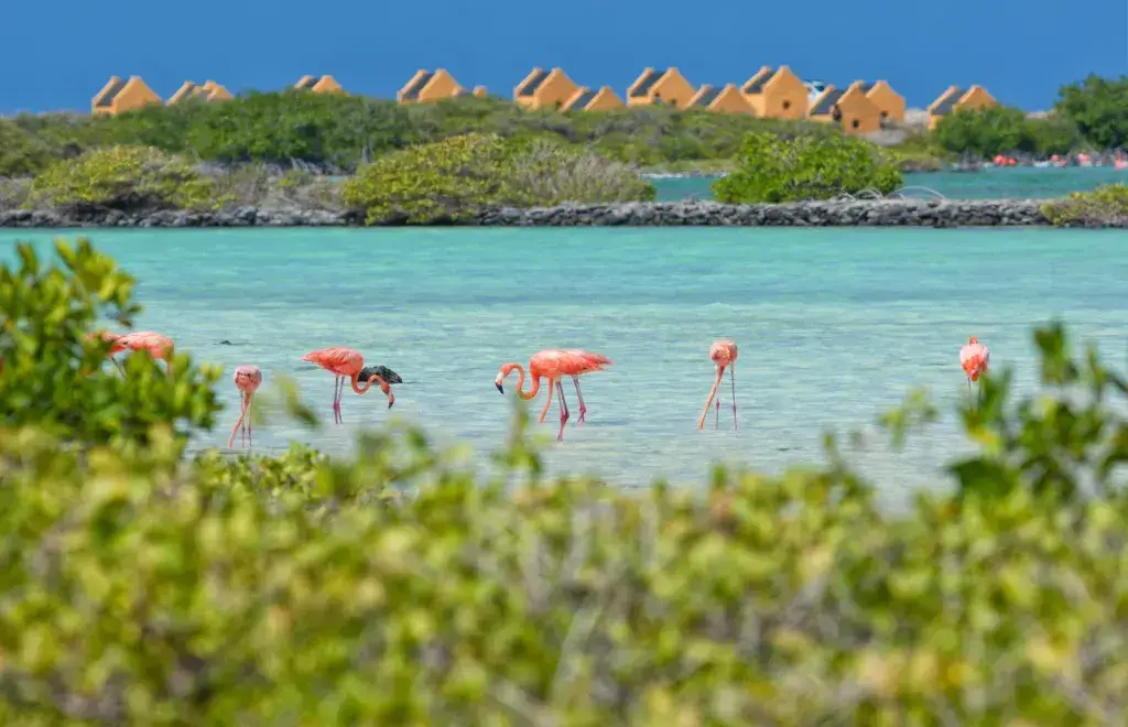 Las 6 mejores playas de Bonaire Las 6 mejores playas de Bonaire