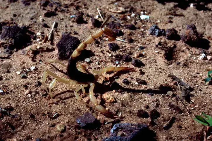 Animales Peligrosos en California: 9 Animales Más Mortíferos Animales Peligrosos en California: 9 Animales Más Mortíferos